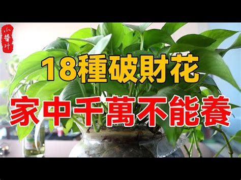 陽台松樹風水|前陽台招財植物大全！15 種適合陽台的植物助你財源。